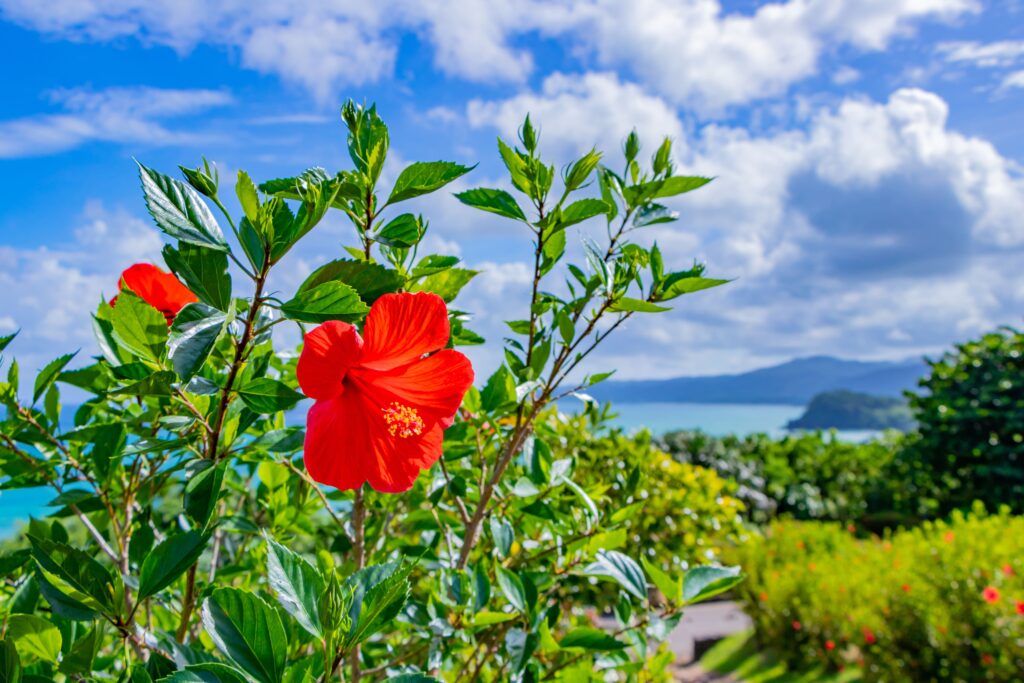 三川食堂|沖縄県石垣市で地元の味を楽しむ食堂