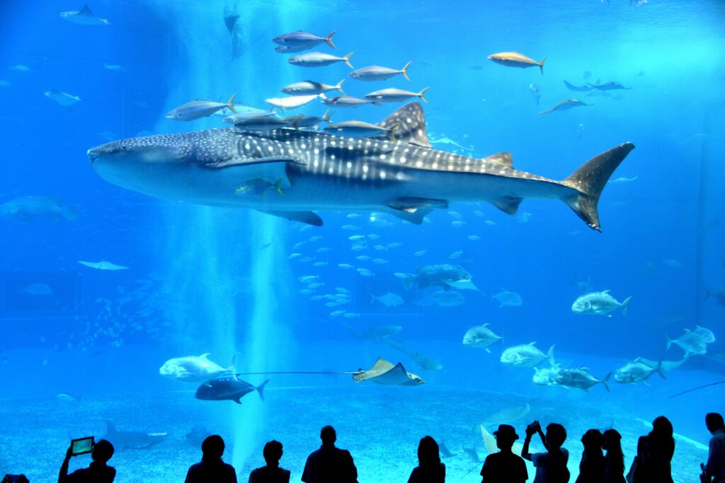 石垣の味を心ゆくまで堪能するなら沖縄県石垣市の三川食堂へ