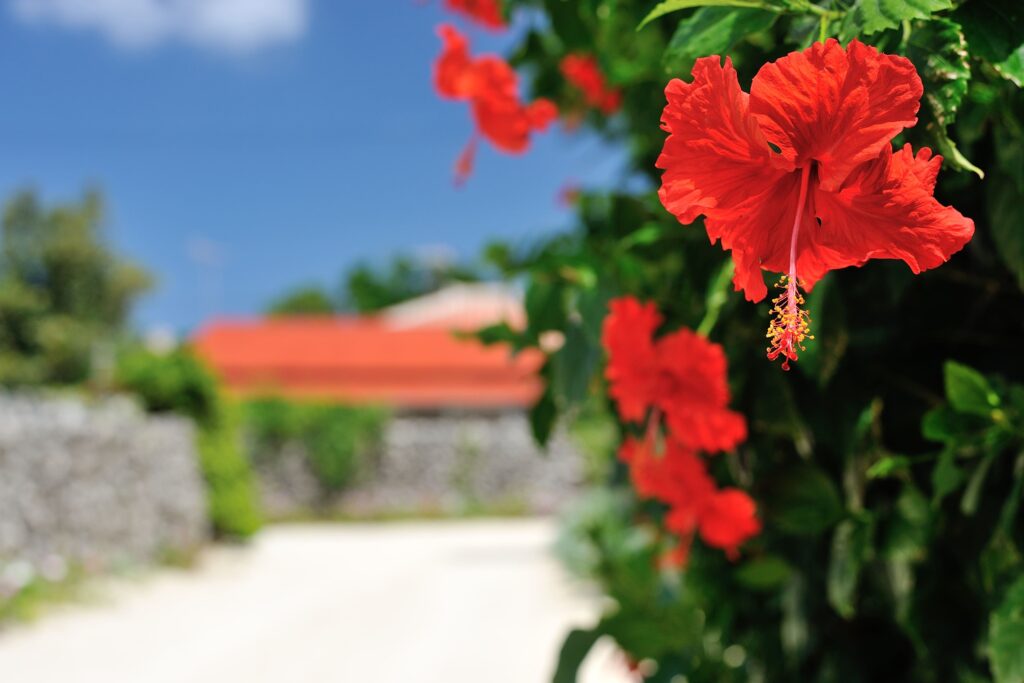 沖縄ランチで味わう極上の肉料理｜沖縄県石垣市の三川食堂が贈る本格地元グルメ体験