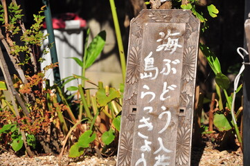 石垣島で子連れランチを楽しむなら三川食堂!| 地元の味とやさしさを満喫 |三川食堂