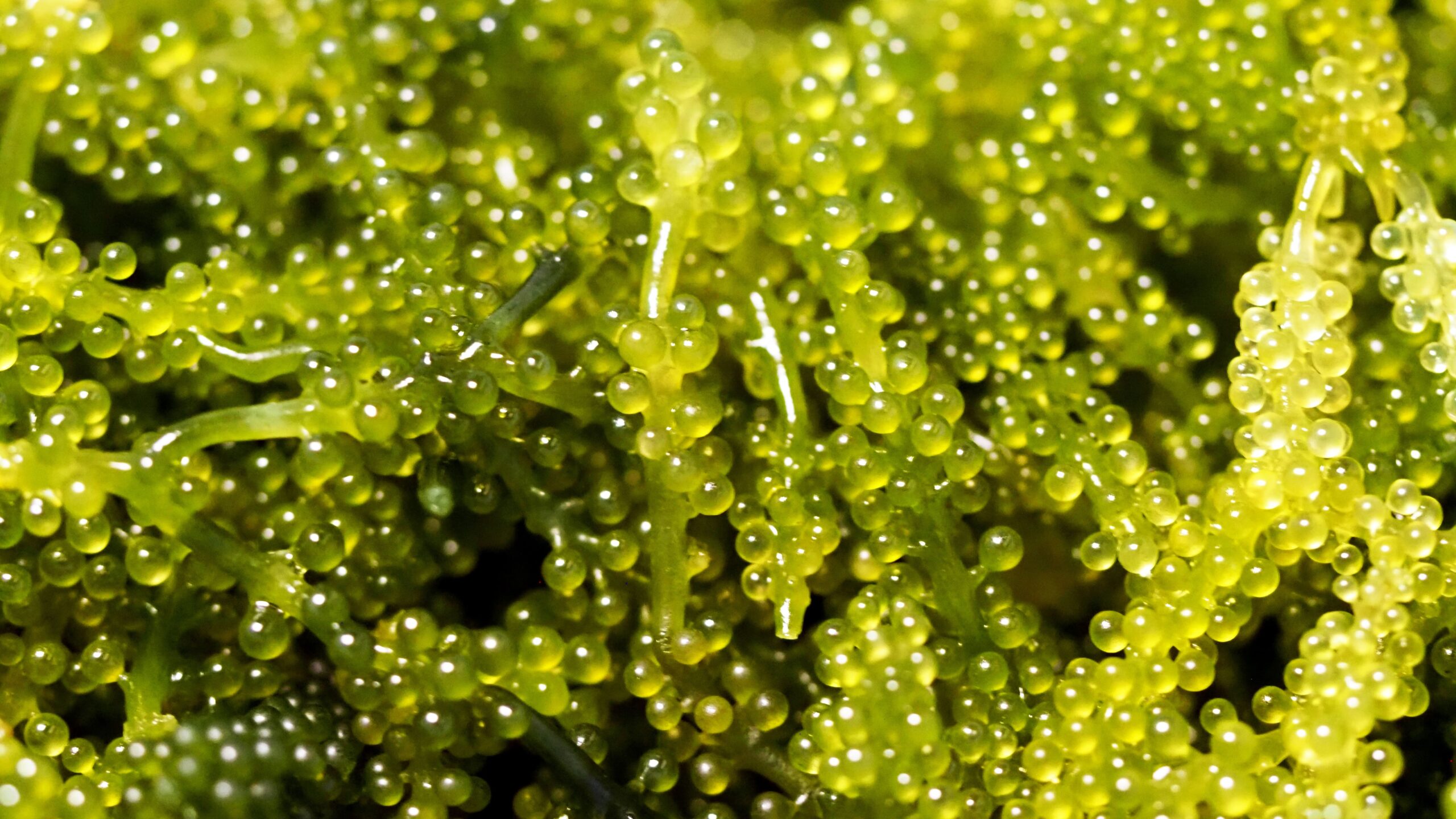 沖縄ランチで味わう極上の肉料理｜沖縄県石垣市の三川食堂が贈る本格地元グルメ体験